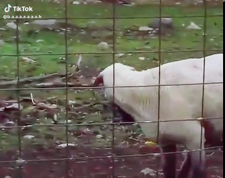 Cabras Gritonas: ¡Ruidos Divertidos de Ovejas y Cabras!
