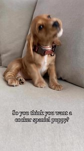 8.3K views · 287 reactions | Cockers are the best  | Cocker spaniel puppies for adoption near me | Facebook