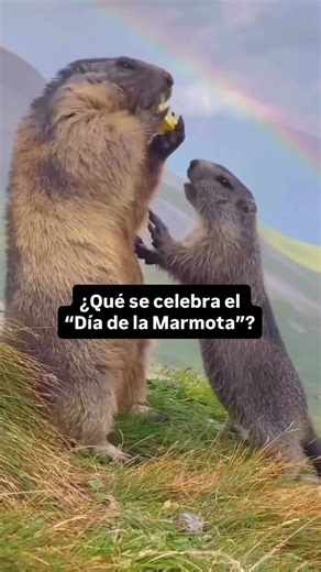Lady Science 🧬 Dr. Teresa Arnandis on Instagram: "🦫❄️ Hoy 2 de Febrero se celebra el Día de la Marmota, una fiesta europea que se exportó a América y que usa a la marmota (que pasa el 80% del invierno hibernando) para averiguar cuánto falta para que se acabe el invierno. 🦫❄️ Esta costumbre fue llevada a América del Norte por inmigrantes alemanes en el siglo XIX, y terminó popularizándose en Estados Unidos, especialmente en Punxsutawney. 🦫❄️ Actualmente se vive como una fiesta popular donde e