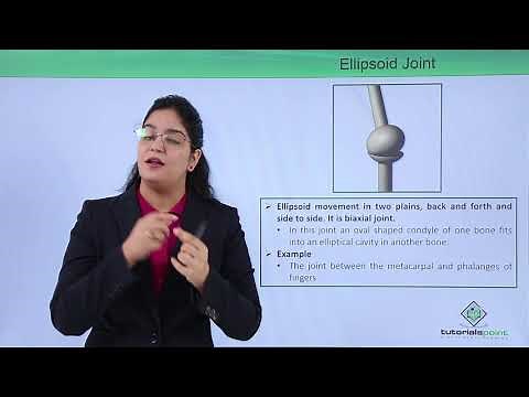 Class10th – Ellipsoid Joint | Locomotion and Movement | Tutorials Point