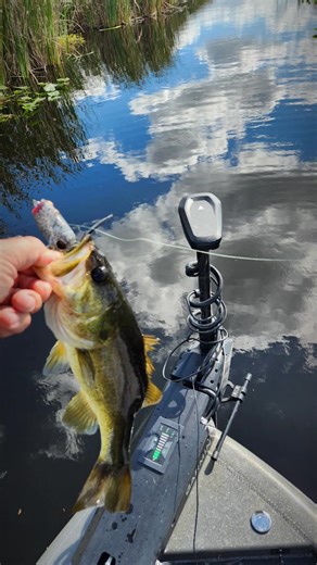 A much needed solo day on the water!!! 2 frog rods on the deck, nothing else!!! My Avid Boats 19XB getting me where I need to be!!! Good to be home where I belong!!! #linetherapyfishing #YamahaSHO #lunkerhunt #lewsfishing #powerpole #frogfishingisfun | Jason Slater
