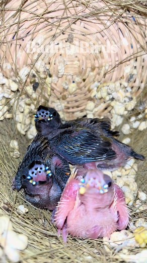 Mutiara Mungil: Mengenal Burung Finch Gouldian