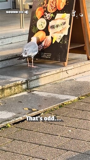 57K views · 800 reactions | Tap to order! 藍稜 I'm tappin'  #Birds #Funny #Seagull #BirdMemes #BirdWatching #Bird | The Pet Collective | Facebook