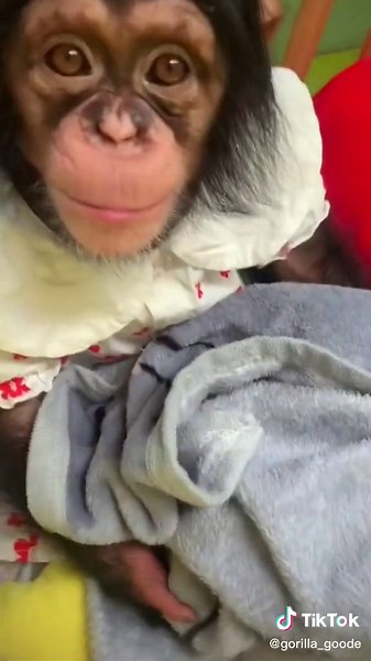 Adorable Baby Chimpanzee Playing - Heartwarming Moments