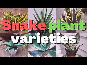 15 types of snake plant varieties to grow indoor
