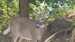 Deer hunters share their excitement on opening day of firearm season