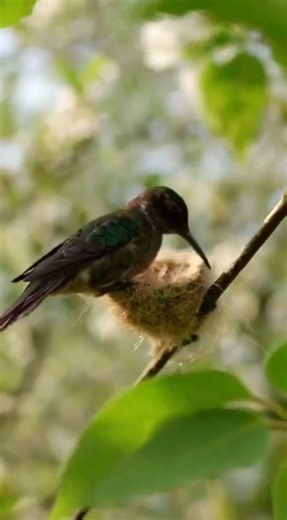 Man Hidden in Bushes Films Hummingbird Building Nest