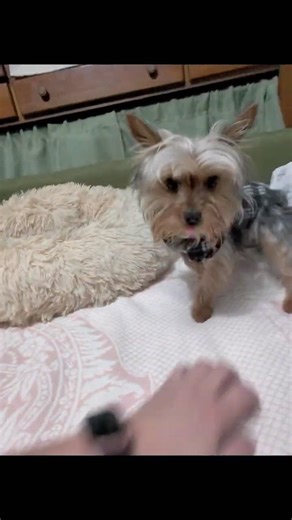 Ralphie's cute snorts, yelps, and barks while playing hand (get the mouse) #dogshorts #yorkie 🥰🤣