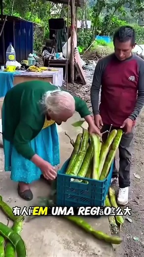 Inga (feijão-de-sorvete): fruta gigante da Amazônia explicada