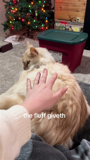 It’s always a give and a take #fyp #catsoftiktok #fluffy #mainecoon #funny