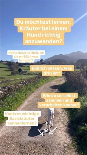 Kräuter beim Hund richtig anwenden - diese Punkte solltest du beachten