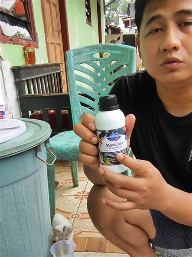 #Budidamber #maxicure Membantu Proses PEMULIHAN ikan asakit. #bluecore #budidaya #lele