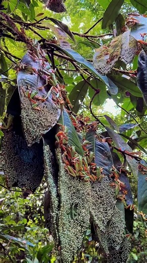 数千匹のカエルが卵を産む #animals #wildlife ＃蛙