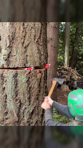 176K views · 1.1K reactions | Most satisfying “timberrrr” I’ve heard all week 漢 #chainsaw #asmr #fyp | Guilty of treeson | Facebook