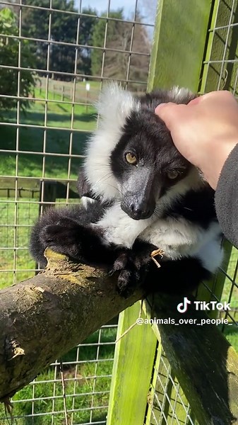 Discovering Lemurs: Unique Traits and Habitats