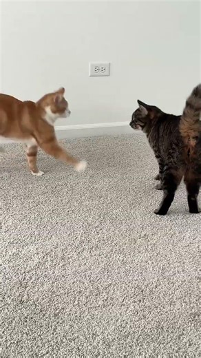 Just prancing through life