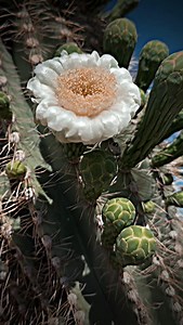 42 reactions · 10 comments | When my time is up, bury me with my boots in this desert sand #arizonavibes #desertlife #invictusmaneo | Bobby Armstrong | Facebook