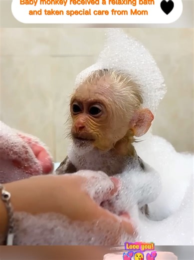 Baby monkey received a relaxing bath and taken special care from Mom #monkey #pet #pets #monkeybibi #bibi