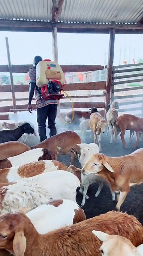 264K views · 3.2K reactions | Sheep Farming. Always spray your flock to keep mites,Ticks and flies away | Shina Farms | Facebook