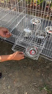 42K views · 818 reactions | 2ftx2ftx4ft sun conure cages for our clients | Myko's Aviary | Facebook