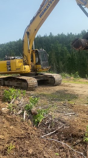 🪓🪵🌲🇨🇦#canada_life🇨🇦 #wood #tree #lumberjack #foryou #stihl #woodlife