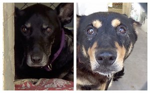 21K views · 1.3K reactions | BOTH ADOPTED - moved to SAFE Album on...