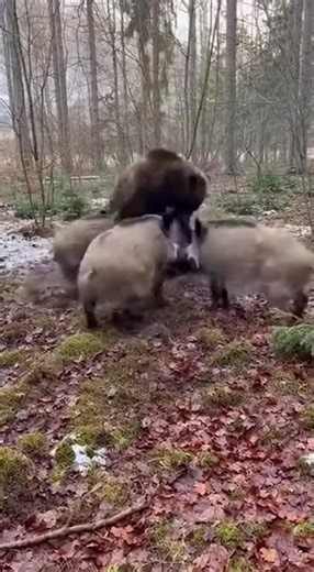 Norway – November 2026 A quiet walk through the frosted forest turned into a primal showdown when a massive brown bear crossed paths with a lone wild boar — and instinct took over instantly. The video begins peacefully, the woods still, cold, and silent… until the underbrush explodes. The boar bursts into frame, sprinting for its life. A second later, the bear charges in behind it, a wall of fur, muscle, and raw power. The boar tries to pivot, hooves sliding across wet leaves, but the bear is al