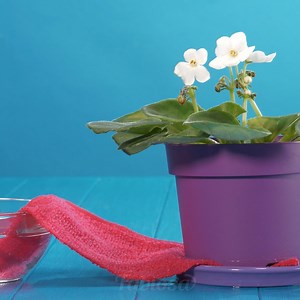 277K views · 3.1K reactions | Incredibili trucchetti per trasformare il tuo pollice da nero a verde. | Fabiosa: Rendilo più facile | Facebook