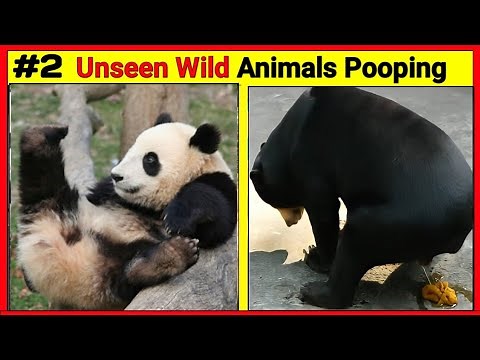 Wild animals pooping compilation#2 | animals pooping #animals