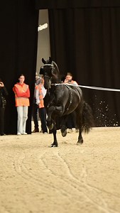 Sybren Minkema and the very impressive Gouverneur fan 't Hertefaen giving a demonstration during The Horse Mania event at the Azelhof Equine Centre in Lier, Belgium. #caballos #perde #horseloversofinstagram #equestrianlife #cheval #equestrian #kfps #kfpsroyalfriesian #friesian #horsemania2025 Horse Mania | Annie Damhof Photography