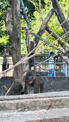 Baboon Intelligence 🐒 One of the Smartest Monkeys