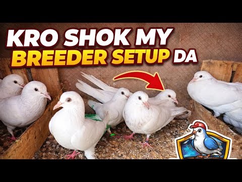 Kro Shok My Breeder Setup Da | White Pigeons Breeding Setup #pigeon