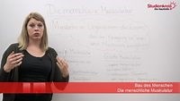 Die menschliche Muskulatur
