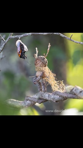 This was my first time raising monarchs and it was quite a journey. It was especially fun to share with my 3 year old daughter. The print is available on my website, www.DavidMBird.com Monarchs are in decline and are now on a bunch of endangered lists. I was surprised to learn that the caterpillars really only need milkweed to survive. I always thought of milkweed as just a weed to be pulled, but now I realize how magical this plant is, and so vital to the monarchs. So I’ll be planting milkweed 