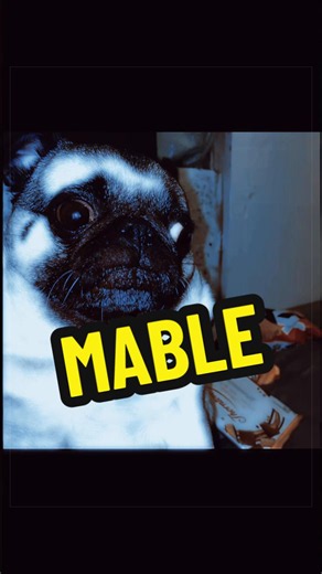 Mable the Pug: legacy, photos and sweetest moments
