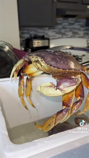 Pickleballed Perry (@watcher_vr._)’s videos with original sound - Pickleballed Perry