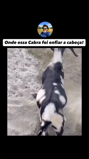 Biólogo, Educador Ambiental e Esp. em Pedagogia on Instagram: "Por mais estranho que pareça, é um comportamento comum e um problema frequente na criação de caprinos. As cabras enfiam a cabeça em buracos (especialmente em cercas) por curiosidade, para alcançar alimentos melhores do outro lado ou durante tentativas de pastar. #natureza #educaçãoambiental #meioambiente #cabra"