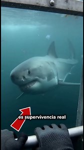 Un gran tiburón blanco se acerca a una jaula de buceo, poniendo a prueba el metal y los nervios de quienes observan desde dentro. Este contenido busca mostrar la fuerza y presencia de uno de los depredadores más impresionantes del océano, recordándonos que el mar no es un espectáculo, sino un entorno salvaje que merece respeto. 🌊🦈 Observa, aprende y comprende por qué la seguridad y la conservación son esenciales cuando interactuamos con la vida marina. "contenido generado con inteligencia arti