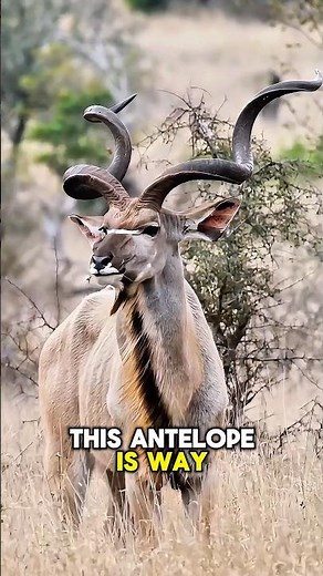 This Antelope Is Bigger Than You Think 😳 (Greater Kudu) #greatkudu #animalfacts #wildlife