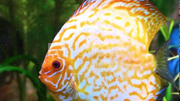 Symphysodon aequifasciatus, brown discus, is a species of cichlid native to rivers of the eastern and central Amazon Basin downriver from the Purus arch. Stock Video