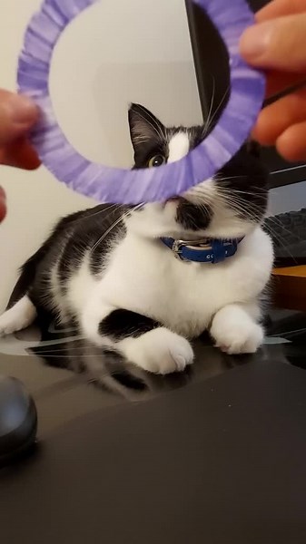 #cat #catchallenge #cats #catlover #teletubbies