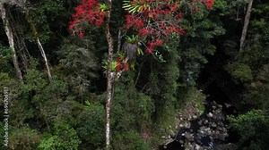 Revealing the bright red flowers of a Queensland Flame Tree growing beside a creek in the Lamington National Park Australia
