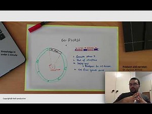 G2 phase of cell cycle