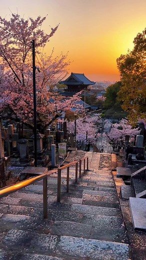 Discover Kyoto's Cherry Blossoms at Konkai Komyoji Temple