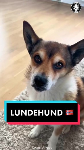 Norwegian Lundehund: A Rare Dog Breed With 6 Toes