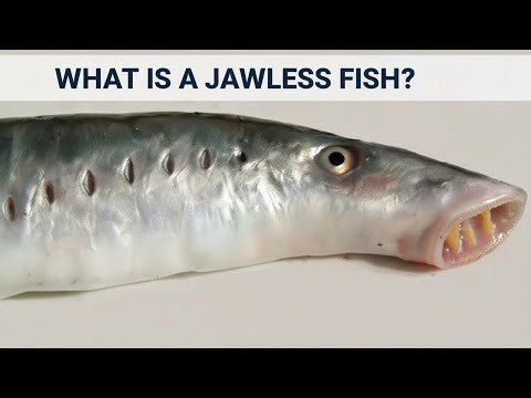 What is a Jawless Fish?🐟