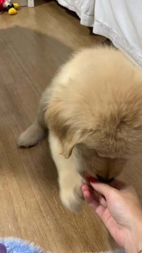 Treinando uma golden filhote 😂 #goldenretriever #puppy