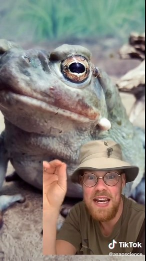 DO YOU KNOW ANYONE WHO HAS DONE THIS!?!? #asapscience #learnontiktok #tiktokpartner