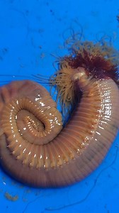 3.4K views · 15 reactions | I found this spaghetti worm while I was harvesting sandworms in the tidal mud flats here in Maine around the time of low tide 缾 #wild #outdoors #nature #viral #tentacles | Wayne Bishko | Facebook