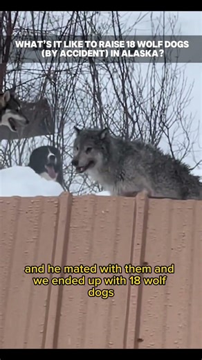 The shock of learning they had a massive wolf dog litter.
